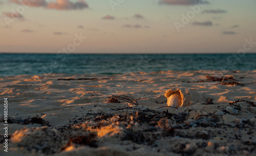 Seashells on the beach at sunset