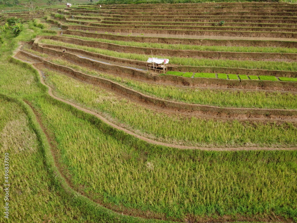 aerial panorama of agrarian rice fields landscape in the village of KENDAL REGENCY Central Java PROVINCE , like a terraced rice fields ubud Bali Indonesia