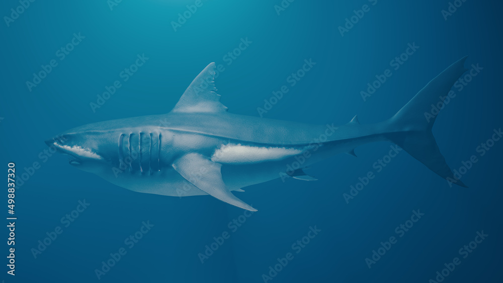 Great white shark side views wide-angle photo. horizontal composition no clipping path. Great white shark side views wide-angle photo. horizontal composition no clipping path.