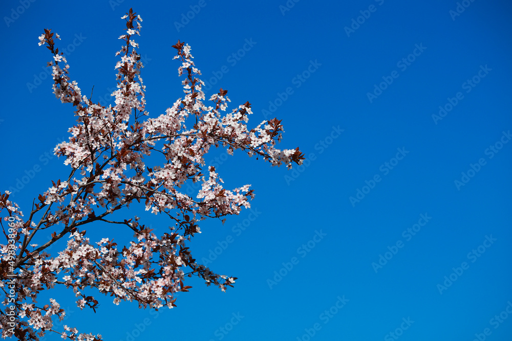 Blooming apple tree branch on a background of blue sky.
