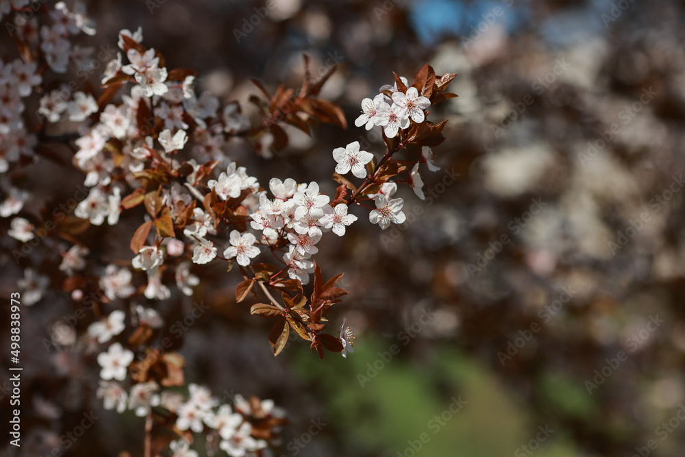 Fototapeta premium Blooming pink apple tree branch. Blooming trees in spring.