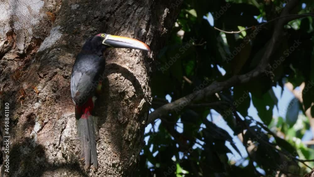 a close view of a fiery-billed aracari building a nest hollow in a tree at manuel antonio national park of costa rica a close view of a fiery-billed aracari building a nest hollow in a tree at manuel antonio national park of costa rica