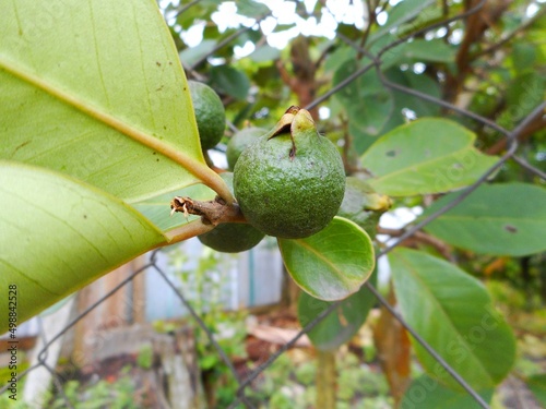 planta fruta araçá - eugenia stipitata  photo