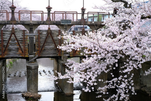 春の小江戸川越　新河岸川沿いの満開の桜