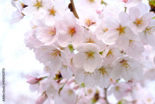 小江戸川越 喜多院の満開の桜