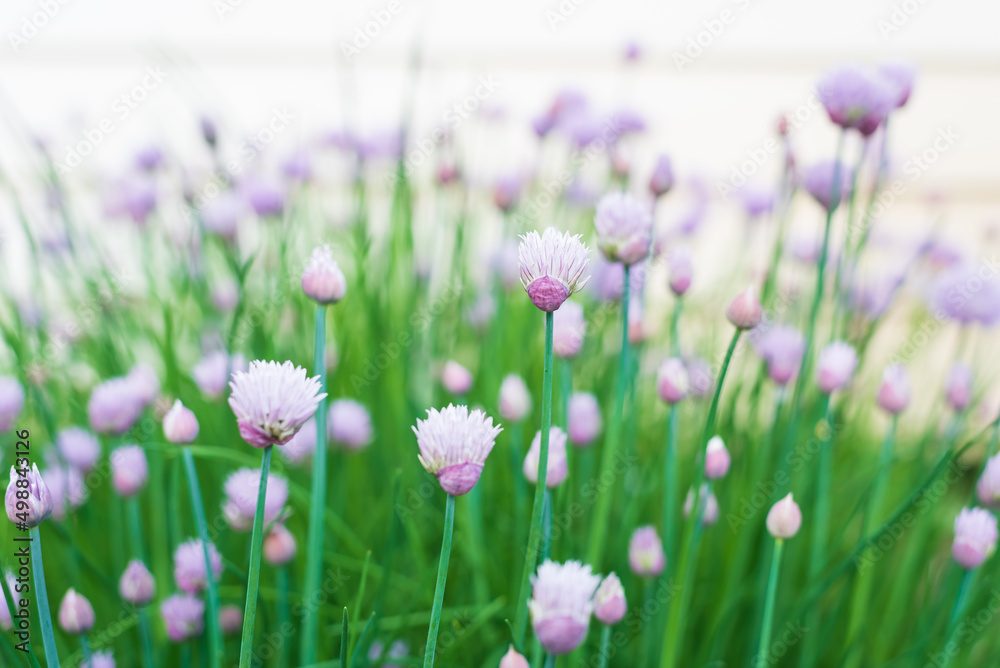 Flowering chives in the garden Flowering chives in the garden
