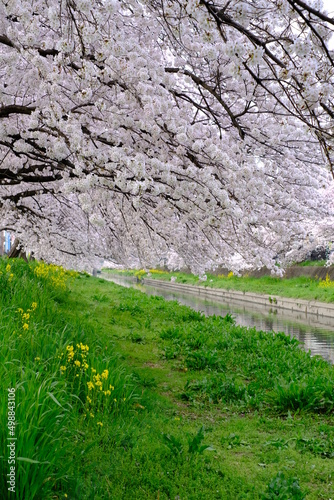 春の小江戸川越　新河岸川沿いの満開の桜