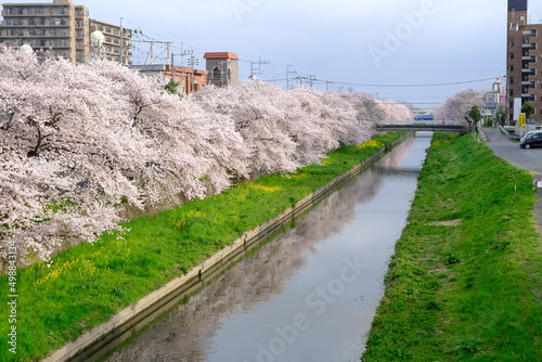 春の小江戸川越 新河岸川沿いの満開の桜