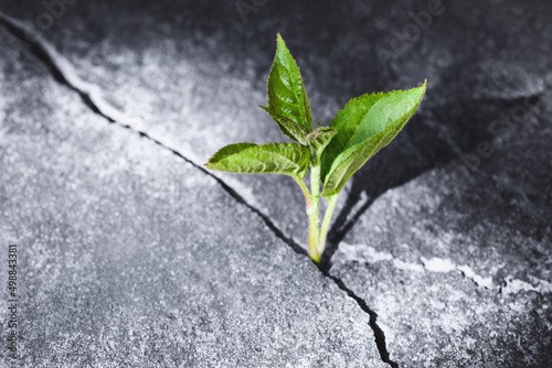 Green sprout growing in stone slab - rebirth, revival, resilience and new life concept photo
