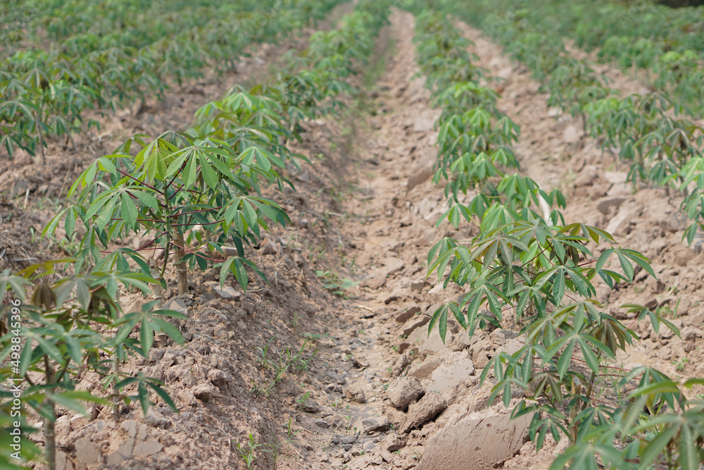 Rows of young cassava trees , plants in agriculture plantation in rural of Thailand. Economic agricultural crops.   