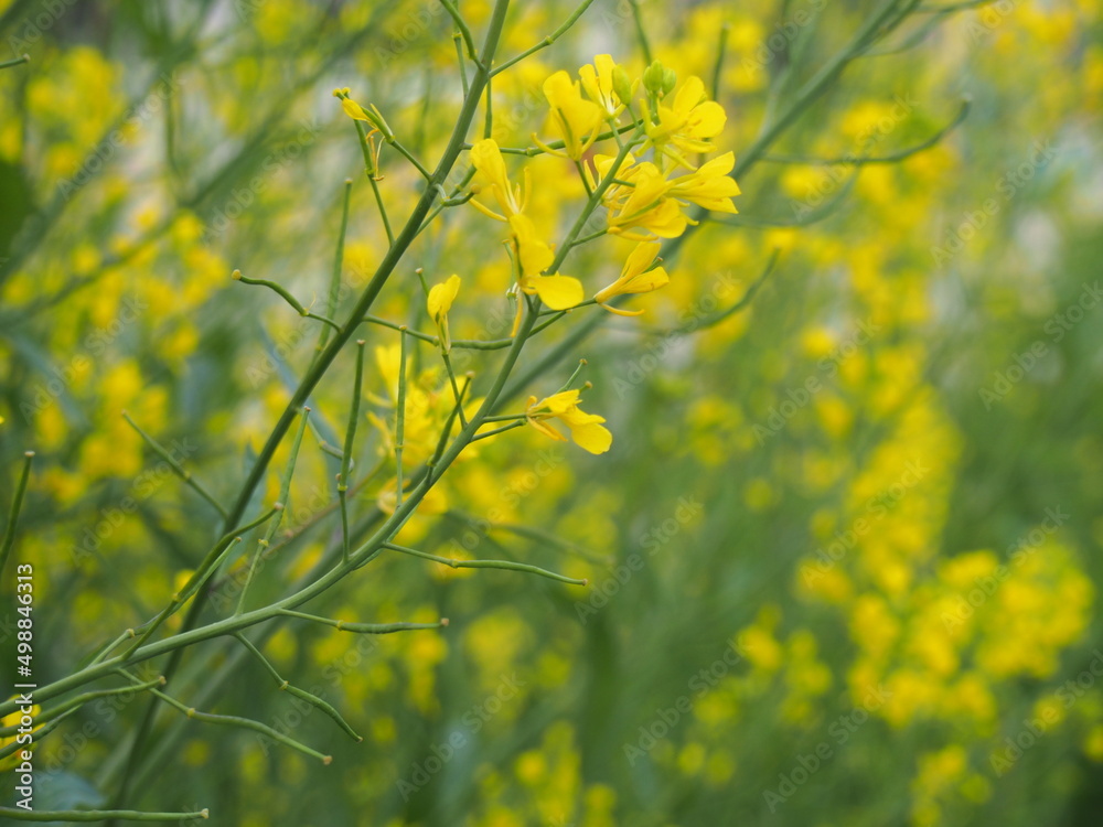 Obraz premium 菜の花