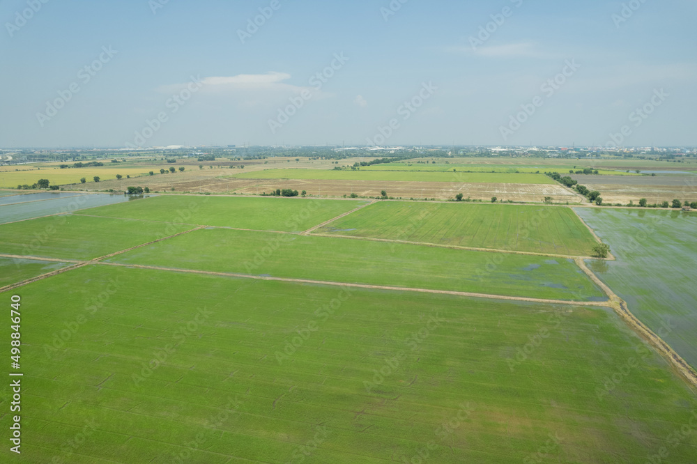 Obraz premium aerial view from flying drone of Field rice with landscape green pattern nature background, top view field rice