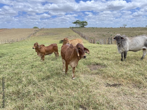 herd of cows