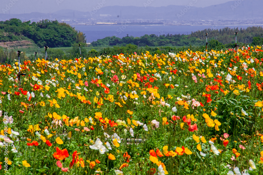 花ひろば 花ひろば