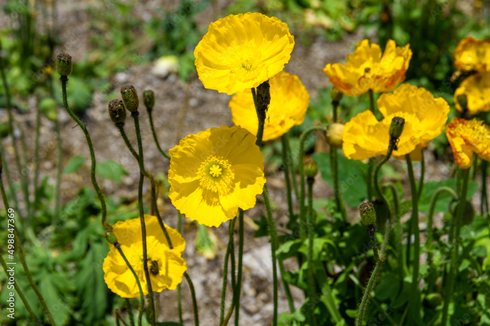 花ひろば 花ひろば