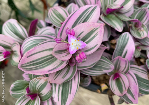 Blooming Plant Tradescantia cerinthoides photo