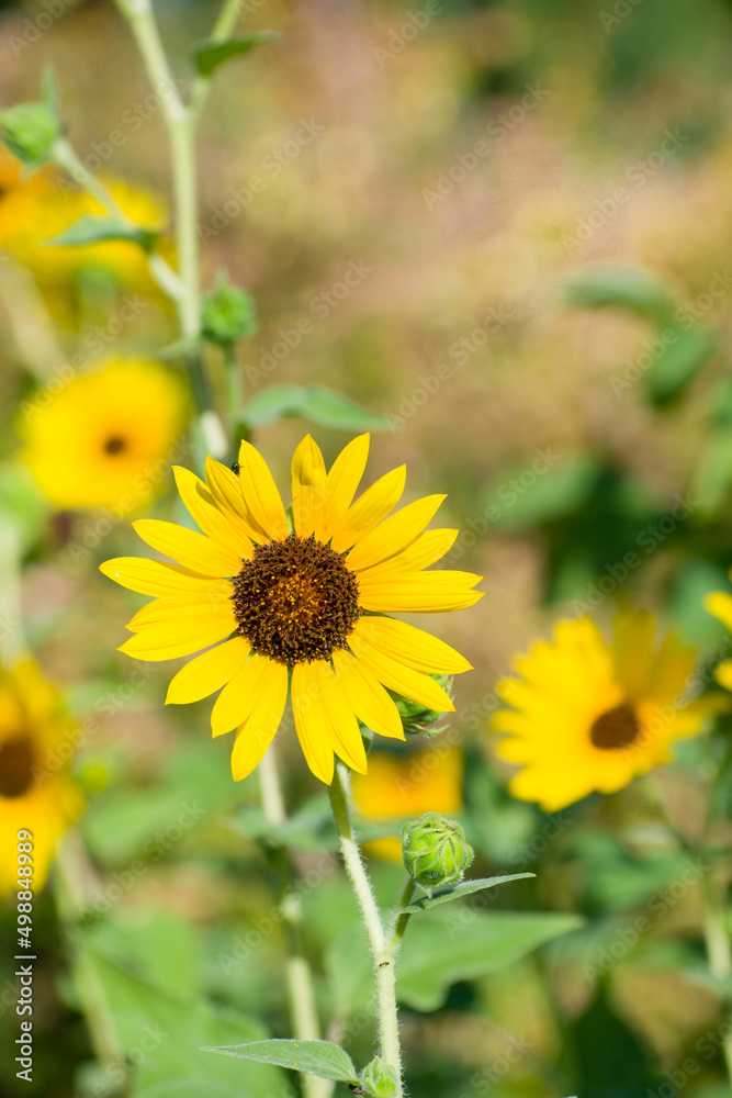 Blooming sunflowers in Spring time. Blooming sunflowers in Spring time.