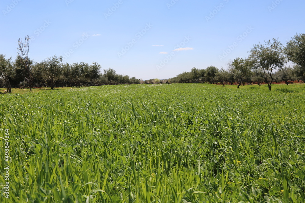 A wonderful view of spring in Syria - beautiful olive trees and green meadow - spring wallpapers A wonderful view of spring in Syria - beautiful olive trees and green meadow - spring wallpapers