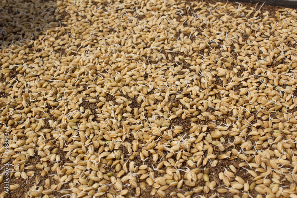 A pile of rice seeds starting to sprout. A pile of rice seeds starting to sprout.