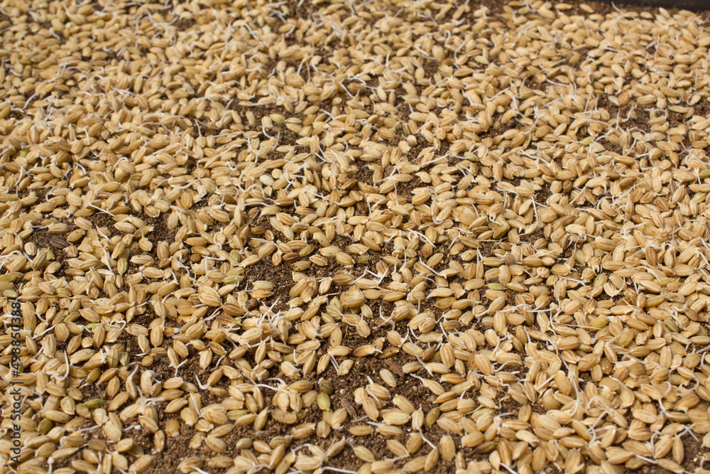 A pile of rice seeds starting to sprout. A pile of rice seeds starting to sprout.
