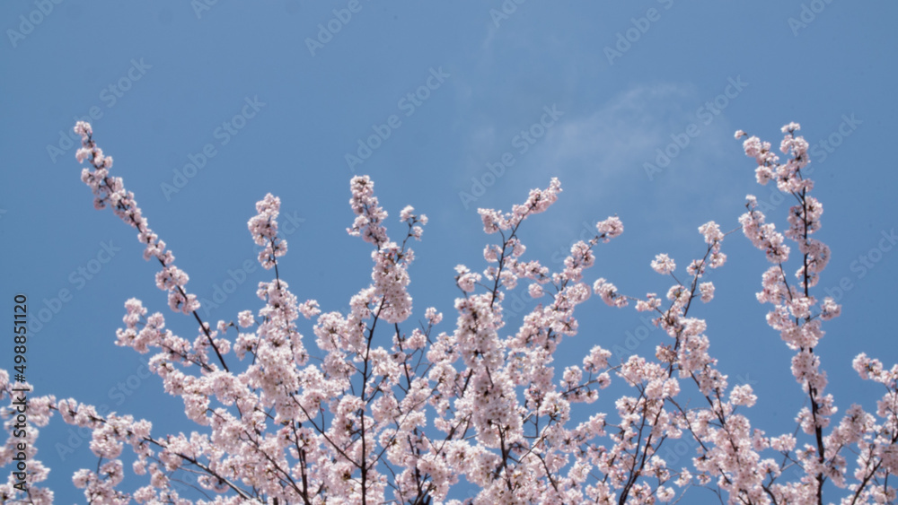 Sakura cherry blossoms rustle under the blue sky and clouds in Japan Sakura cherry blossoms rustle under the blue sky and clouds in Japan
