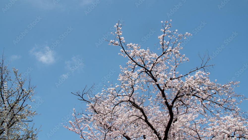 Sakura cherry blossoms rustle under the blue sky and clouds in Japan