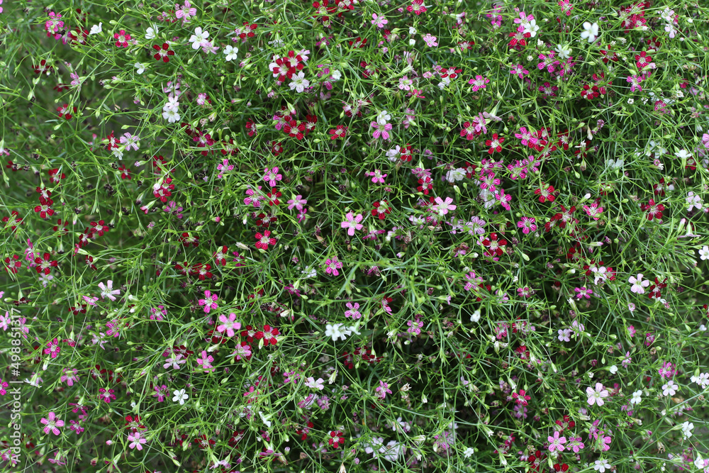 colorful gypsophila flowers in the background