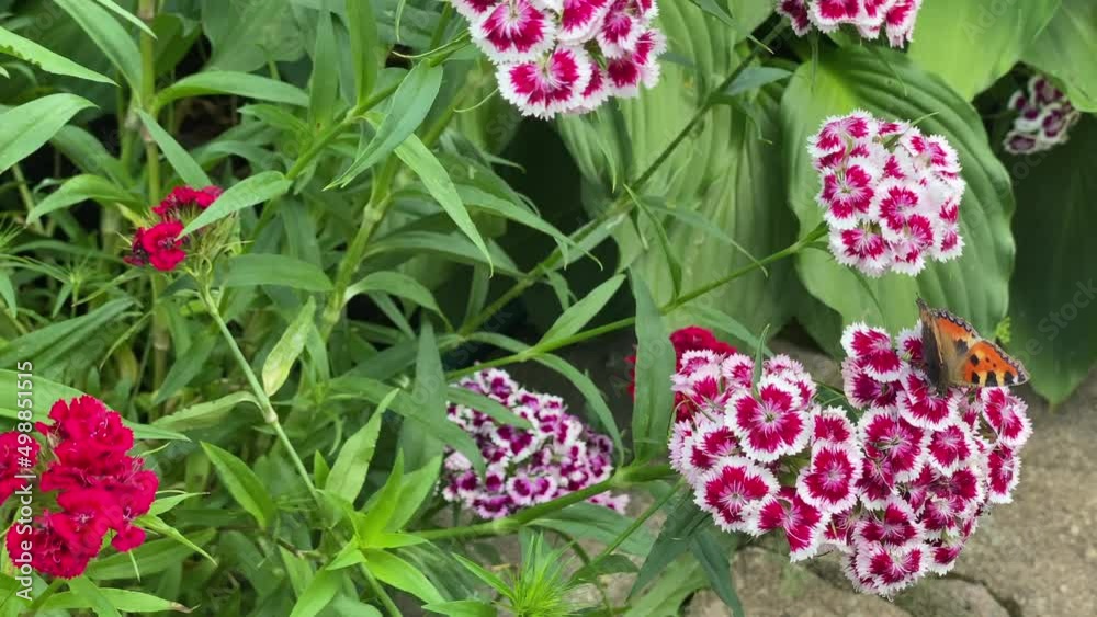 summer day in the garden, flowers sway in the wind, insects fly summer day in the garden, flowers sway in the wind, insects fly