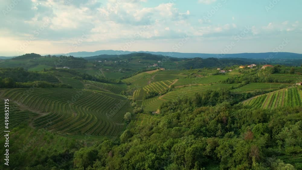 AERIAL: Picturesque aerial view of the Goriska Brda wine region on a sunny morning. Flying around vineyards covering the scenic green wine region in Slovenia. Grapevines enduring a spell of drought. AERIAL: Picturesque aerial view of the Goriska Brda wine region on a sunny morning. Flying around vineyards covering the scenic green wine region in Slovenia. Grapevines enduring a spell of drought.