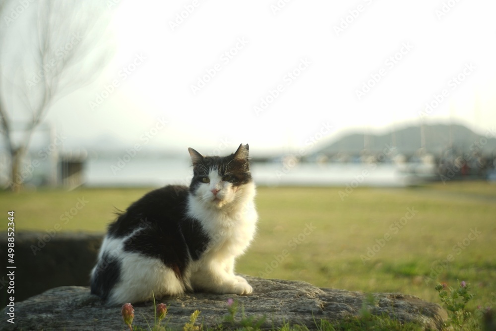 Cat living in SHIGA Chomeiji port [taken with old lens/ Jupiter-8]