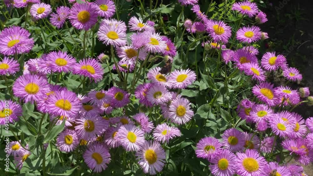 summer day in the garden, wasps and butterflies fly and pollinate purple flowers summer day in the garden, wasps and butterflies fly and pollinate purple flowers