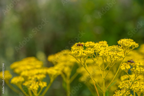             Rape blossoms