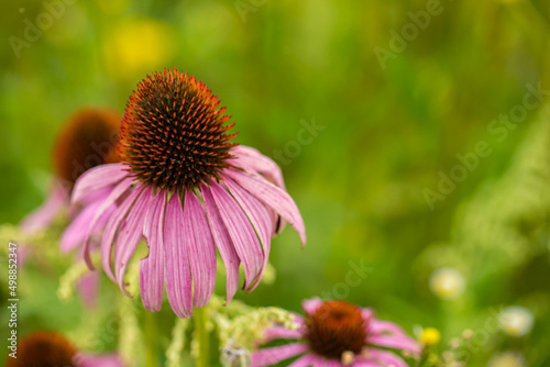                               purple coneflower