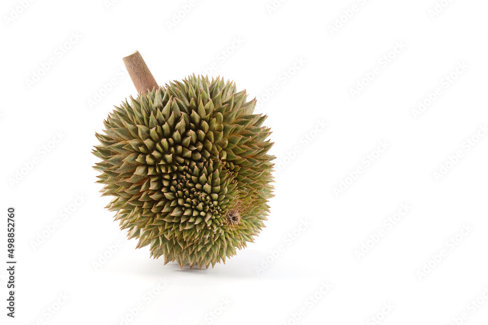 durian close up photo on a white background. fragrant fruit Yellow meat, delicious, Mon Thong durian. durian close up photo on a white background. fragrant fruit Yellow meat, delicious, Mon Thong durian.