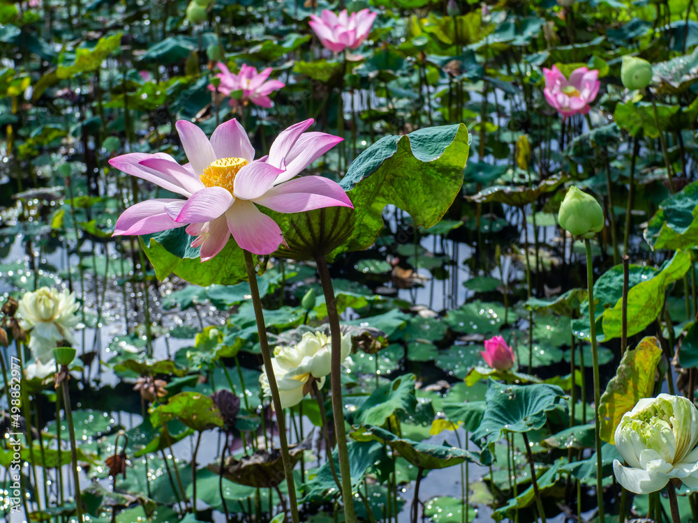 Flower pink lotus blossoming in the pond, blurry green background Flower pink lotus blossoming in the pond, blurry green background