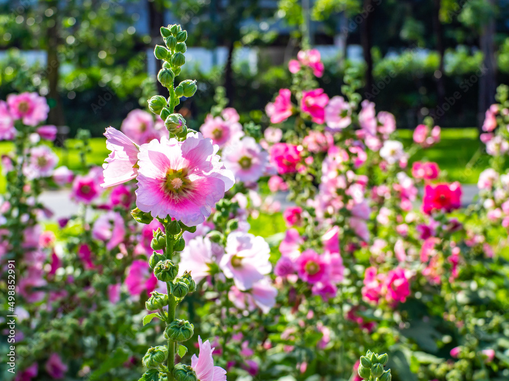 Colorful hollyhock flowers and green leaf background in the morning.
Colorful hollyhock flowers and green leaf background in the morning.