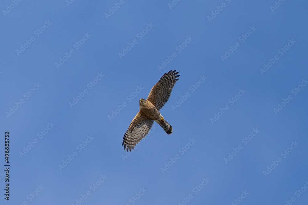 Obraz premium Sharp-skinned hawk flying, seen in the wild in North California 