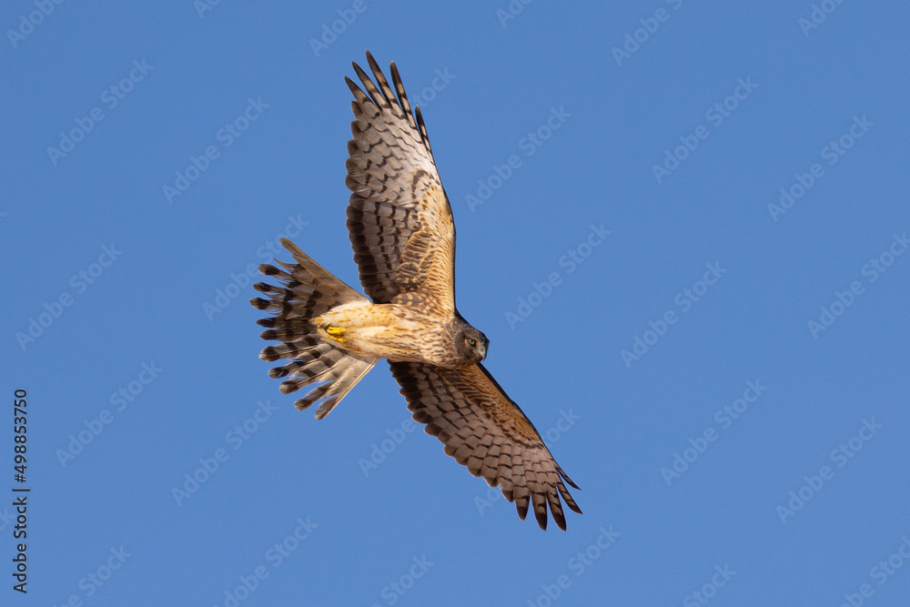 Fototapeta premium Unusual bottom view of a female hen harrier (Northern harrier) flying in beautiful light, seen in the wild in North California