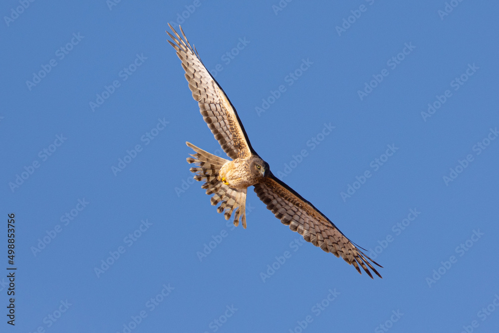 Fototapeta premium Unusual bottom view of a female hen harrier (Northern harrier) flying in beautiful light, seen in the wild in North California