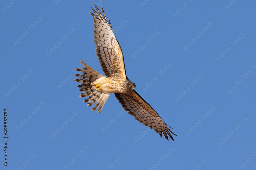 Fototapeta premium Unusual bottom view of a female hen harrier (Northern harrier) flying in beautiful light, seen in the wild in North California