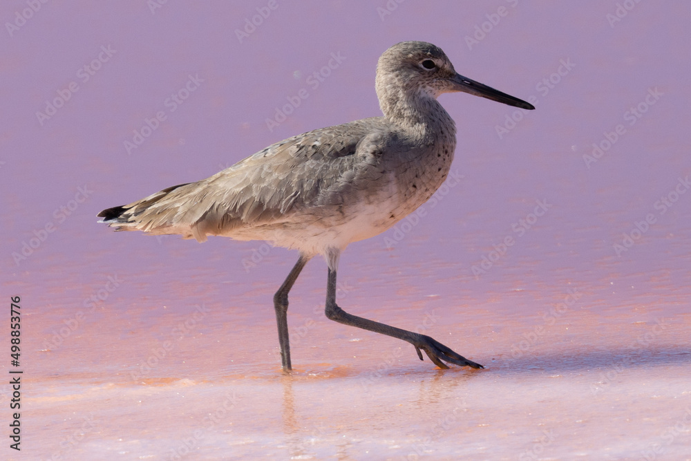 Willet in the wild, seen in a North California marsh (in pinkish water due to the salt/mineral content)