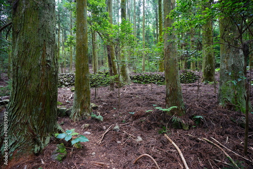 mossy trees and stone wall in deep forest