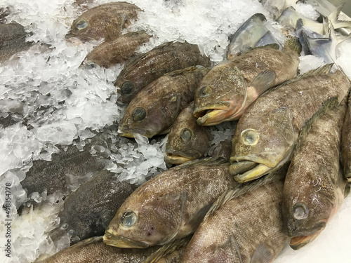 Fresh raw sea Fish (Grouper), sold in the market bazar. The fishes are catch and display on cool ice background. photo