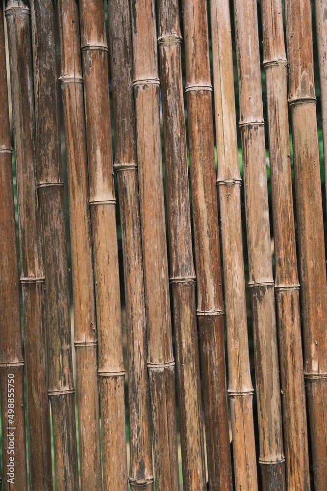 background of bamboo