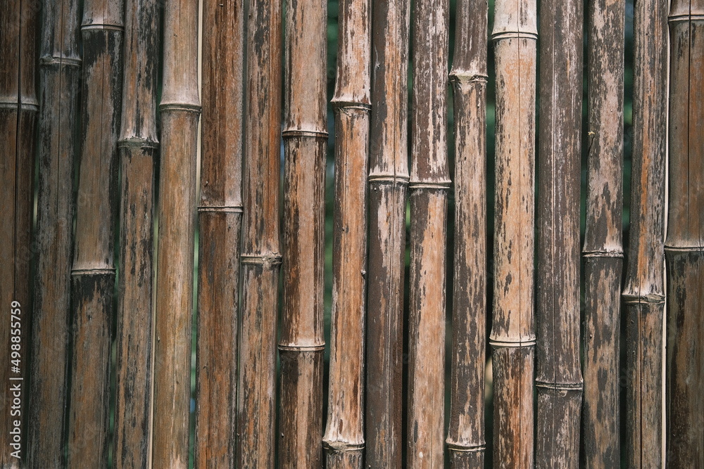 Fototapeta premium bamboo background