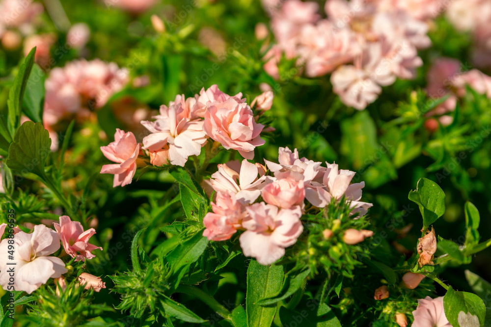 Pale pink phlox drummondii flowers in the summer garden (annual phlox, Drummond's phlox) Pale pink phlox drummondii flowers in the summer garden (annual phlox, Drummond's phlox)