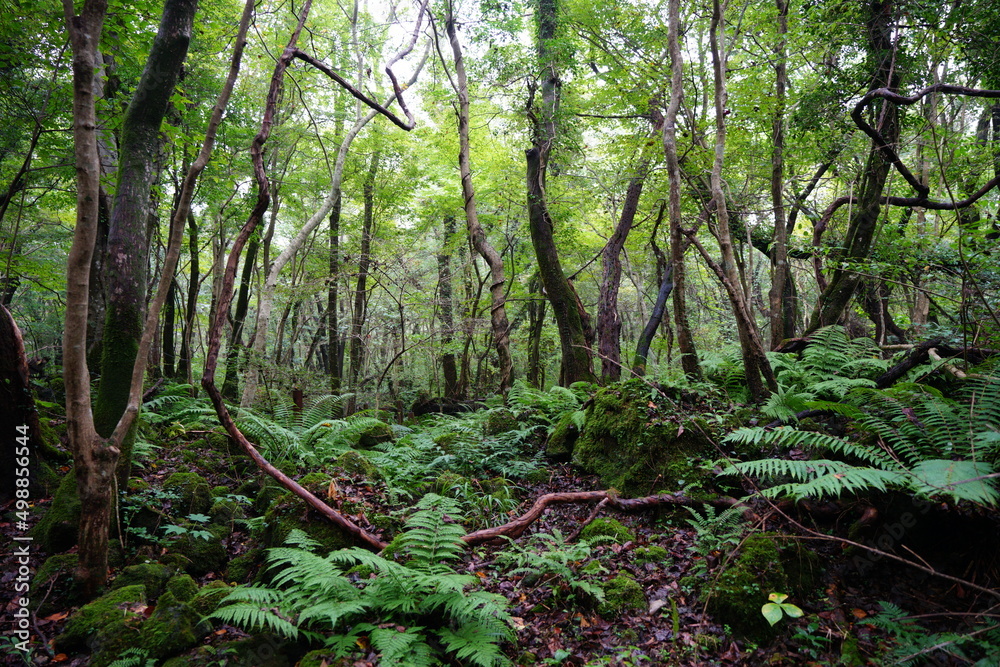 primeval forest with mossy rocks and fern primeval forest with mossy rocks and fern