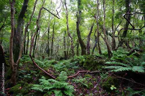 primeval forest with mossy rocks and fern