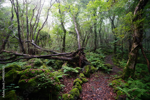 refreshing summer forest with fine pathway