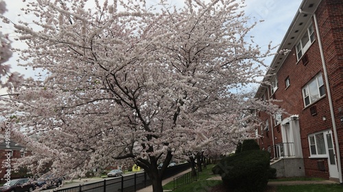cherry blossom trees in spring